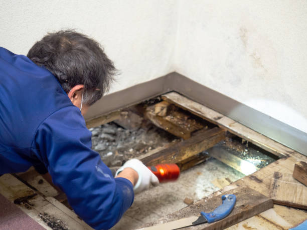 Best Localized Mold Remediation (e.g., coastal areas, humid climates) in Osceola, WI
