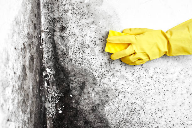 Best Health and Safety Mold Remediation in Osceola, WI