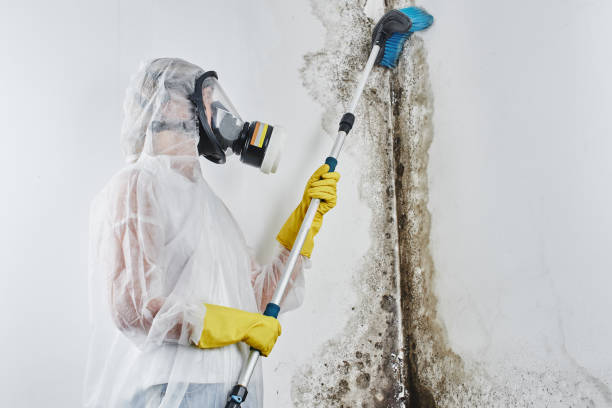 Best Bathroom Mold Remediation in Osceola, WI