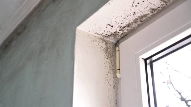 Professional Mold Remediation in Osceola, WI