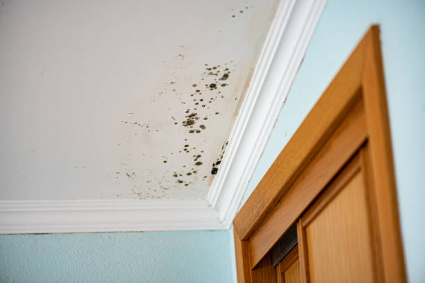 Best Basement Mold Remediation in Osceola, WI