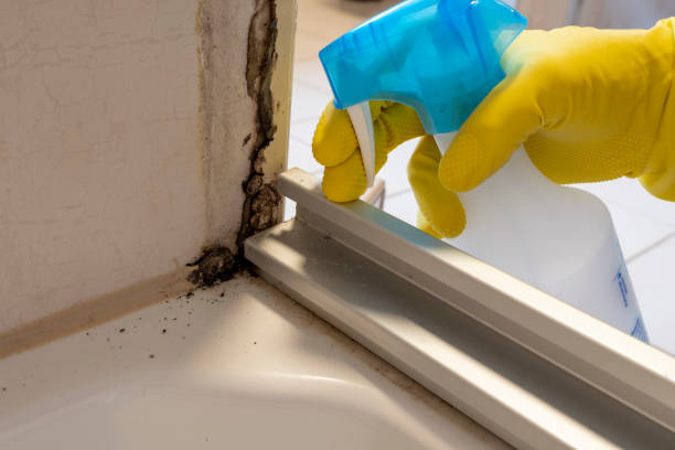 Best Black Mold Remediation in Osceola, WI