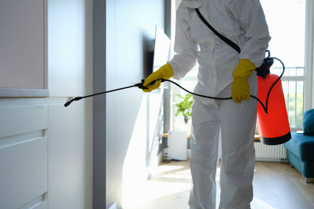 Best White Mold Remediation in Osceola, WI