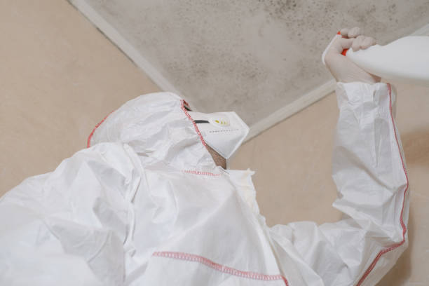 Best Insurance-Related Mold Remediation in Osceola, WI