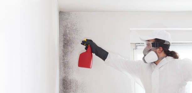 Best Post-Flood Mold Remediation in Osceola, WI