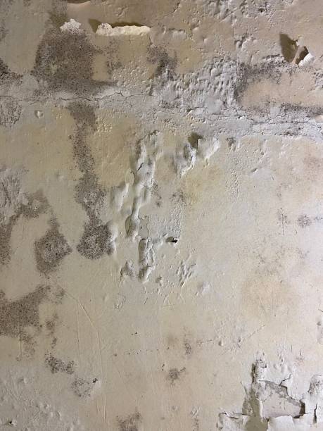 Best Kitchen Mold Remediation in Osceola, WI