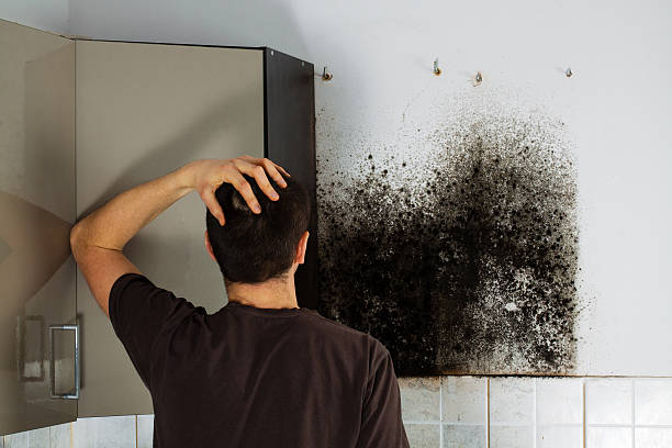 Best Crawl Space Mold Remediation in Osceola, WI