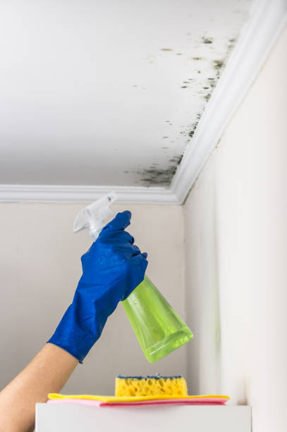 Best Bathroom Mold Remediation in Osceola, WI